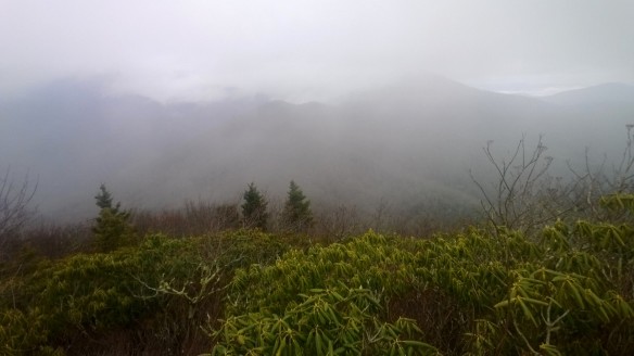 The clouds contrast with the lush green of the rhododendron